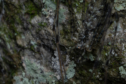 Hypochilus coylei photo 3
