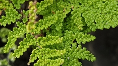 Myriopteris myriophylla
