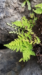 Myriopteris myriophylla