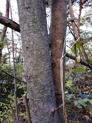 Magnolia obovata