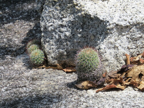 Mammillaria xaltianguensis