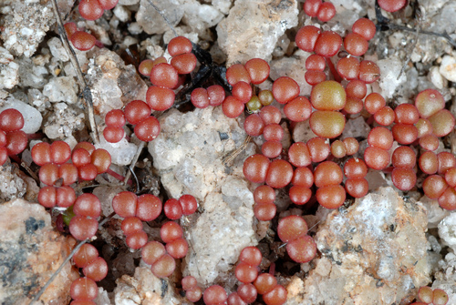 Sedum smallii