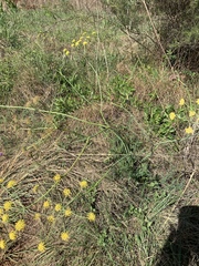 Afrosciadium magalismontanum