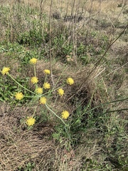Afrosciadium magalismontanum