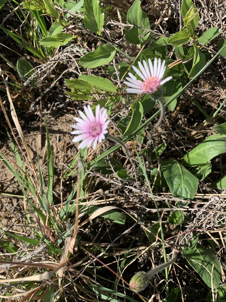 Blushing Gerbera
