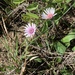 Gerbera viridifolia - Photo (c) marikav, algunos derechos reservados (CC BY-NC)