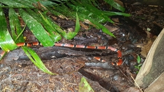 Micrurus nigrocinctus