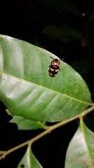 Pselaphacus vitticollis