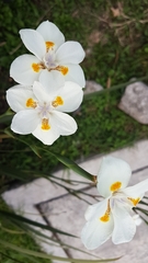 Dietes iridioides