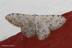 Scopula vigilata