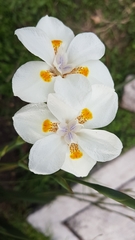 Dietes iridioides