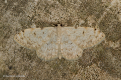 Scopula sacraria