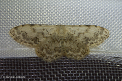 Scopula vigilata