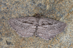 Rhoptria asperaria