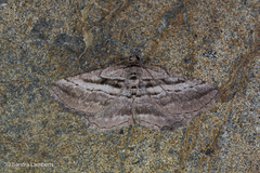 Rhoptria asperaria