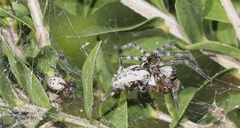 Phryganoporus candidus