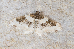 Protorhoe corollaria