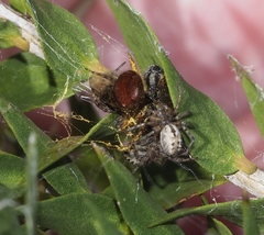 Phryganoporus candidus