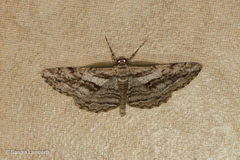 Peribatodes correptaria