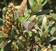 Theclinesthes albocincta