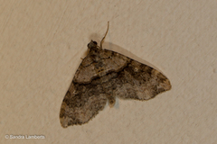 Oulobophora externaria