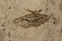 Peribatodes correptaria