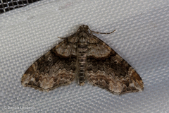 Oulobophora externaria