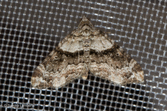 Oulobophora externaria