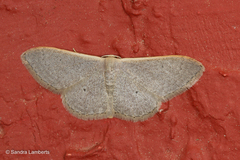 Idaea distinctaria