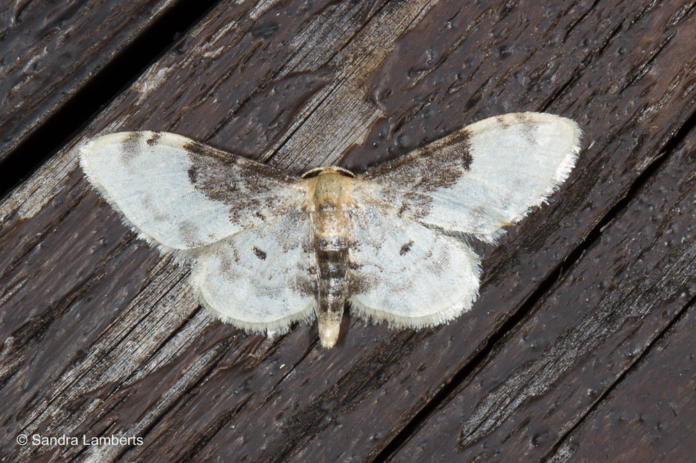 Idaea filicata