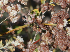 Ancistrocerus bustamente