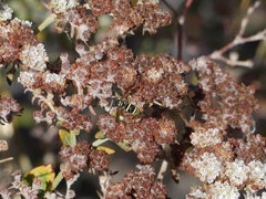 Ancistrocerus bustamente
