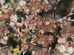 Ancistrocerus bustamente