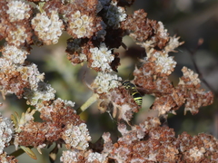 Ancistrocerus bustamente