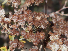 Ancistrocerus bustamente