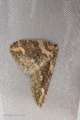 Catarhoe hortulanaria