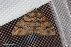 Catarhoe hortulanaria