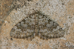 Coenotephria ablutaria