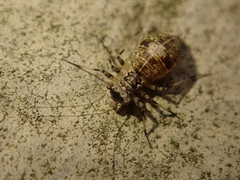 Mesopsocus