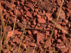 Ctenophorus caudicinctus