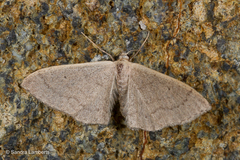 Idaea distinctaria