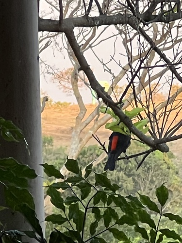Red-rumped Cacique