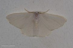 Xenochlorodes olympiaria