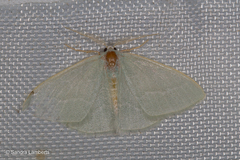 Xenochlorodes olympiaria