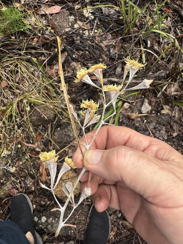 Eucalyptus caleyi observed 2025-05-16
