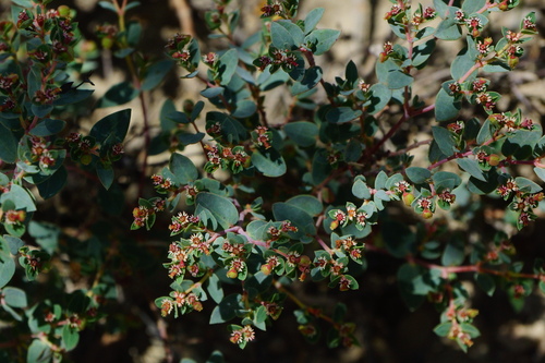 Euphorbia scopulorum var. nuda