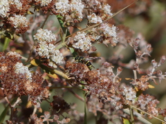 Ancistrocerus bustamente