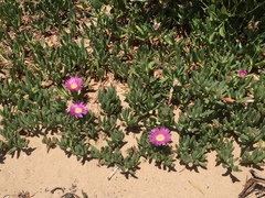Carpobrotus virescens