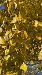Celtis