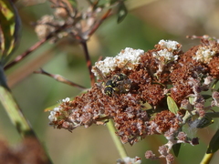 Ancistrocerus bustamente